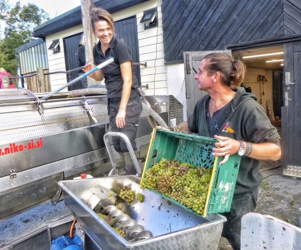 Adgestone Vineyard team loading freshly harvested grapes into a wine press during the winemaking process.