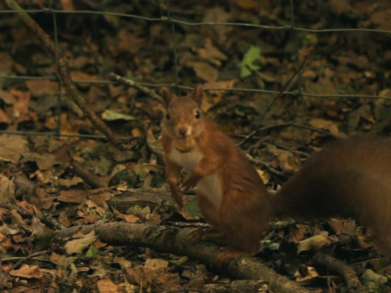 A red squirrel in the forest on the Isle of Wight