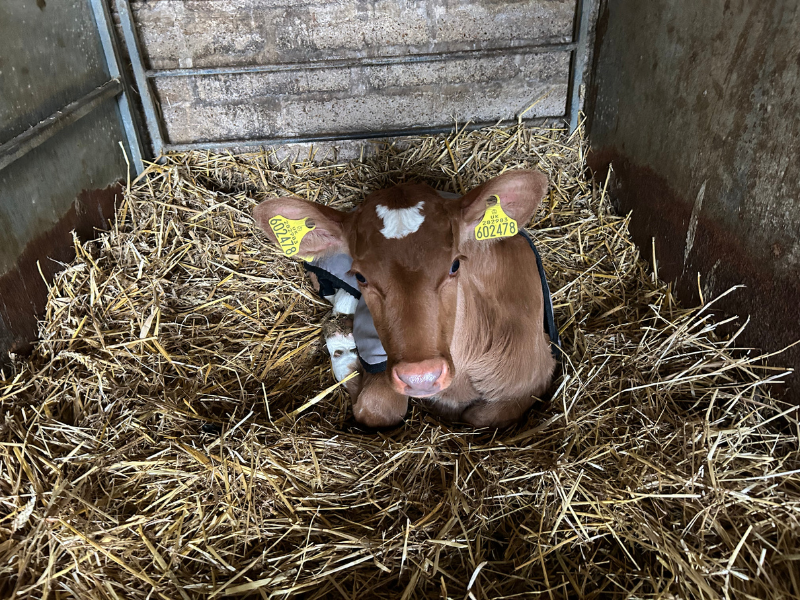 A calf lying in the hay at Briddlesford Dairy Farm