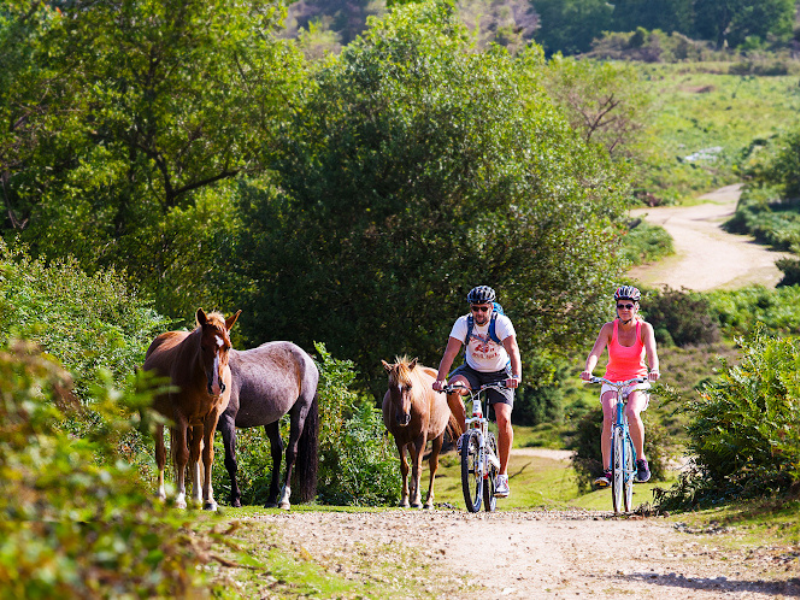 A couple in summer clothing cycling through the countryside alongside some New Forest ponies