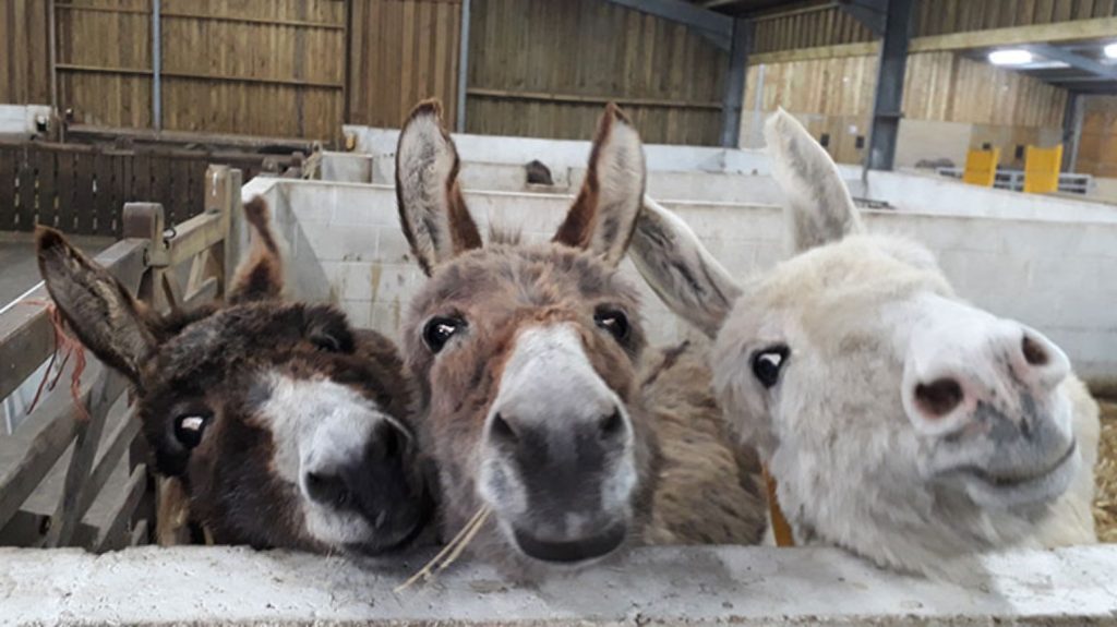 Three curious donkeys lean over a stable fence, looking directly at the camera inside the Isle of Wight Donkey Sanctuary.