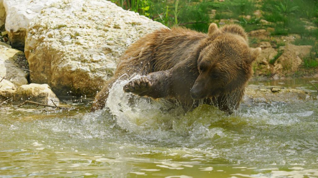 A brown bear splashes through a pool at Wildheart Animal Sanctuary, sending water flying as it plays among rocks and greenery.