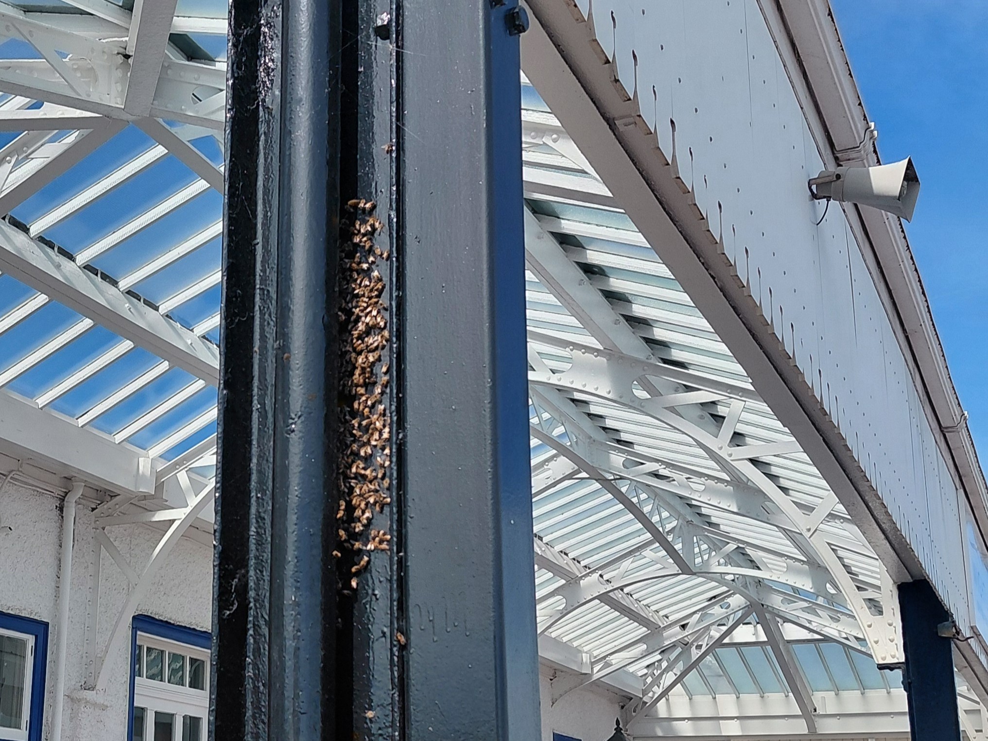 Cluster of bees gathered along a vertical black metal pillar beside a white building with a glass canopy structure at a ferry terminal.