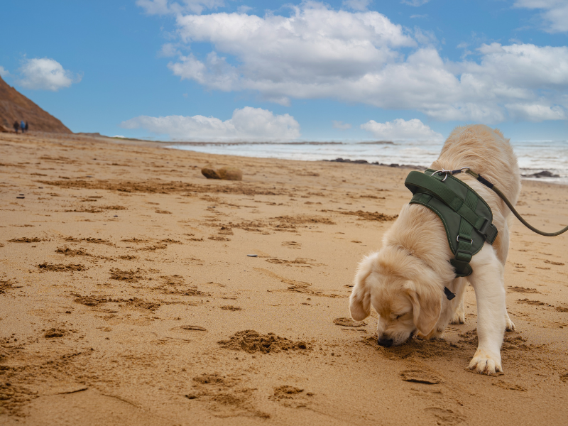 A young golden retriever sniffing the sand of a beach on the Isle of Wight