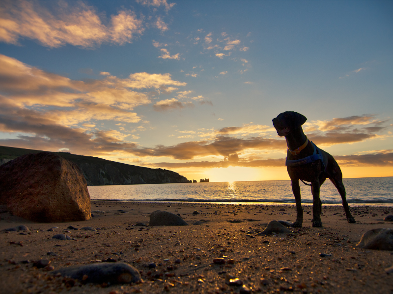 A silhouette of a dog on a sandy beach at sunset, with the sea and cliffs in view