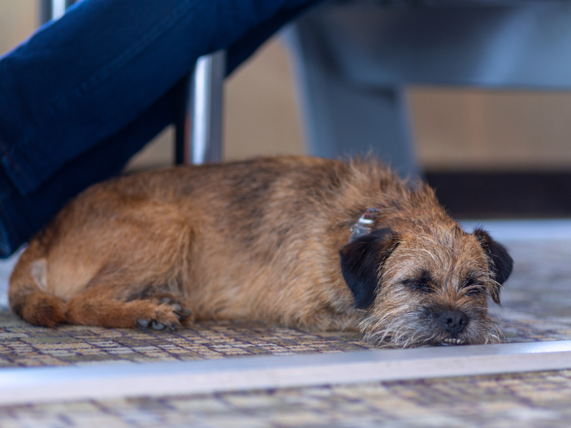 A dog relaxing on the carpeted floor of a ferry