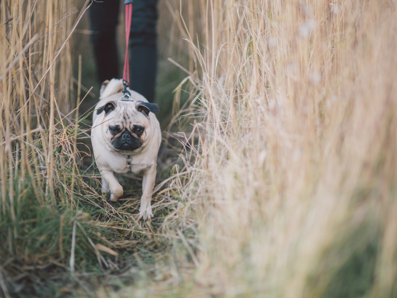 A pug walking through long grass in a field on the Isle of Wight