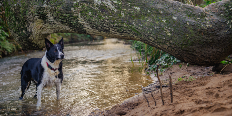A black and white border collie in a river next to a tree on the Isle of Wight