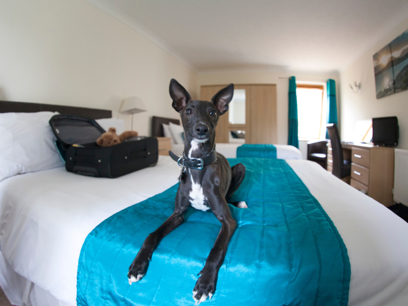 A black and white dog on a bed in a dog-friendly hotel on the Isle of Wight - thanks to Luccombe Manor