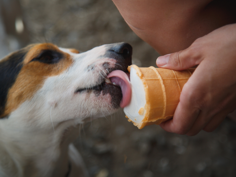 A small dog licking a doggie ice cream from a cone in someone's hand