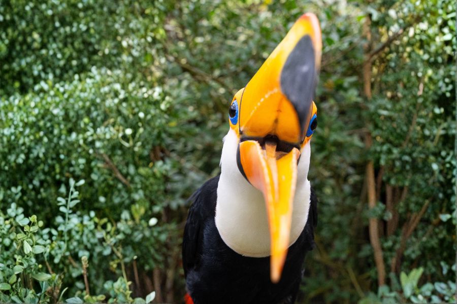Close-up of a colourful toco toucan with a large orange beak at Birdworld.