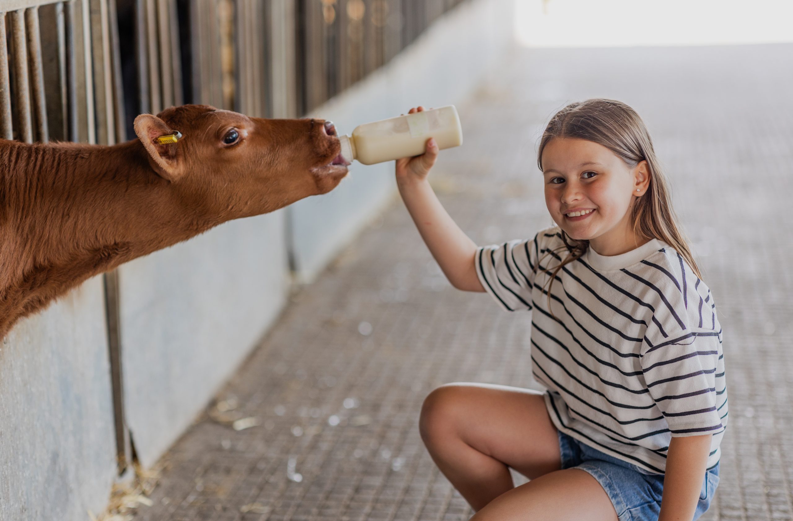 Child crouching in a barn while bottle-feeding a young calf through a stall opening.