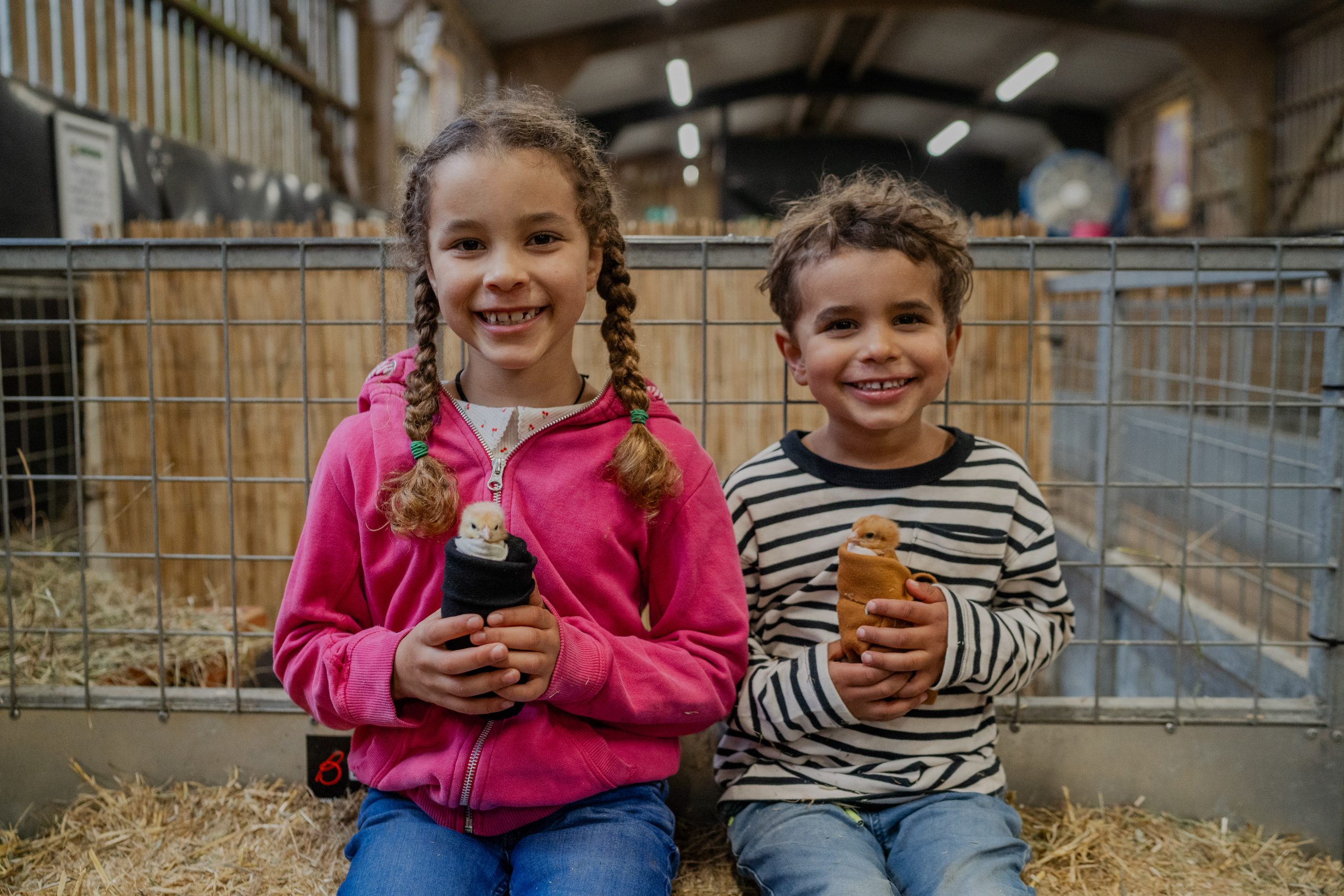 Two children sitting in a farm barn holding baby chicks wrapped in small cloths in front of an animal pen.