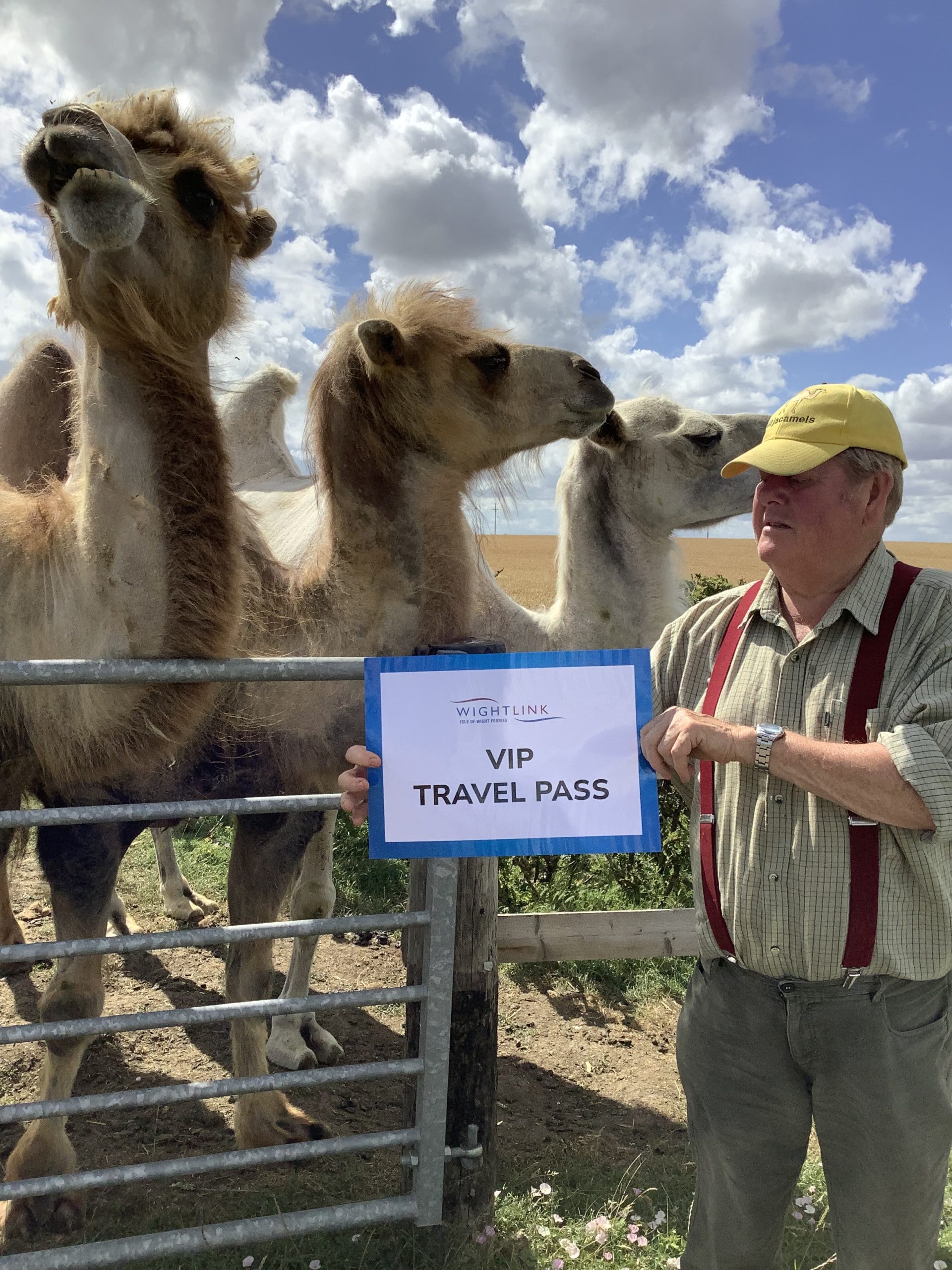 Three camels stand by a farm gate as a person holds a “Wightlink VIP Travel Pass” sign under a bright, cloudy sky.