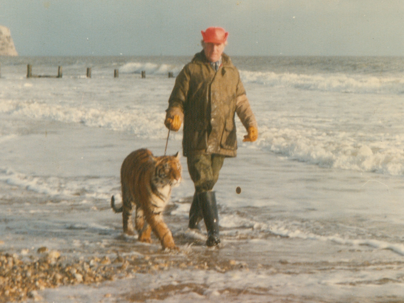 A man walking a tiger on an Isle of Wight beach - Jack, the owner of Isle of Wight Zoo