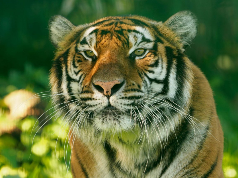 A headshot of a tiger called Natasha in the grass at Wildheart Animal Sanctuary on the Isle of Wight.
