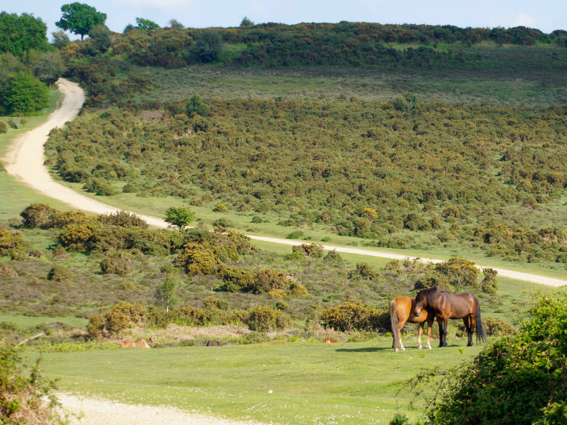 A landscape view of The New Forest - with wild ponies in the foreground and a winding path through heathland