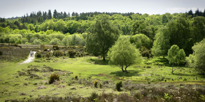 A landscape scene of a clearing in The New Forest, showing grass, woodland and a path with a couple walking