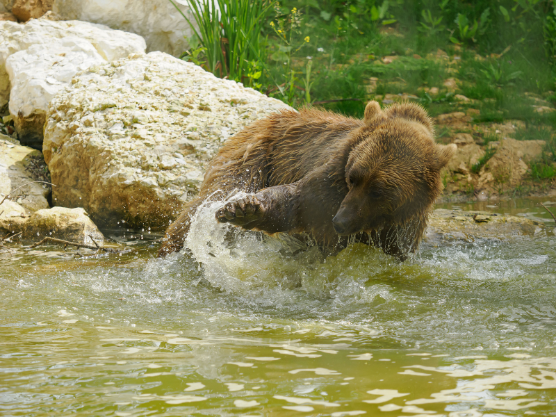 A brown bear in an animal sanctuary on the Isle of Wight, playing in a pool