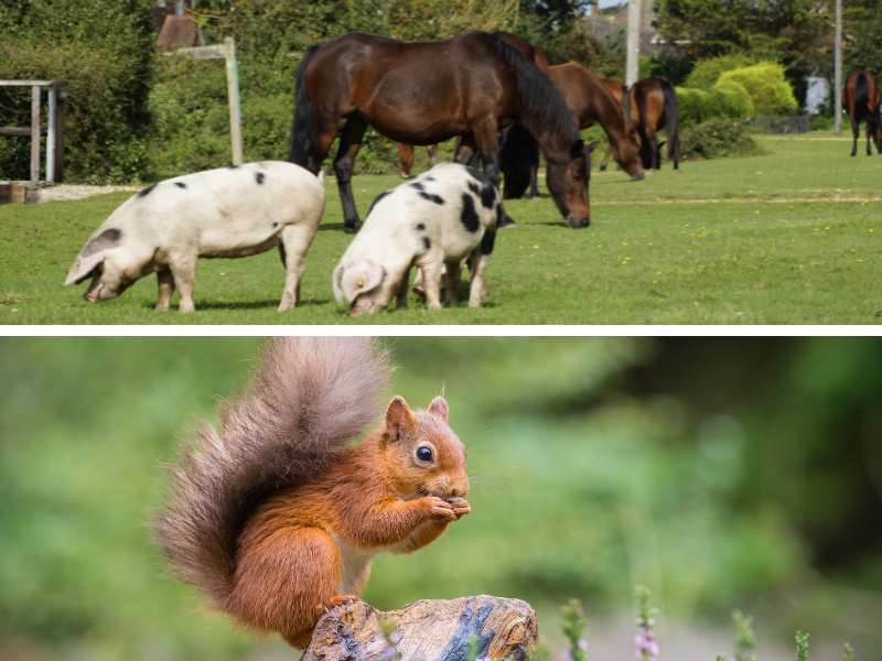 Two landscape images in a montage, one showing pigs and ponies of the New Forest and the other showing a red squirrel on the Isle of Wight