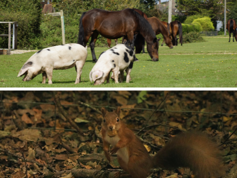 Two landscape images in a montage, one showing pigs and ponies of the New Forest and the other showing a red squirrel on the forest floor of the Isle of Wight
