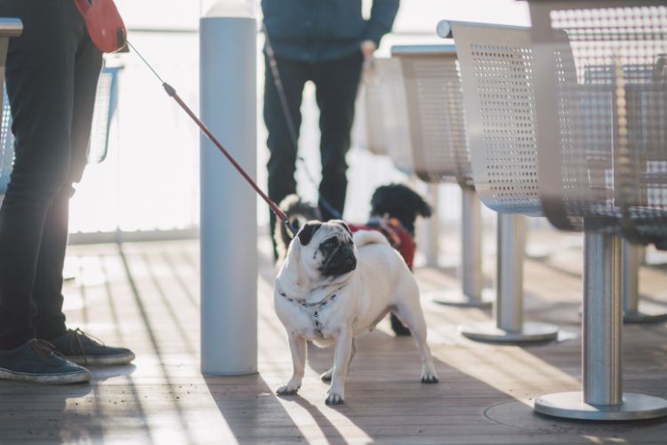 Dog on board a Wightlink ferry, highlighting pet-friendly travel to the Isle of Wight.