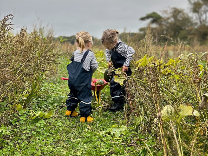 Two children wearing dungarees are picking pumpkins at a patch on the Isle of Wight