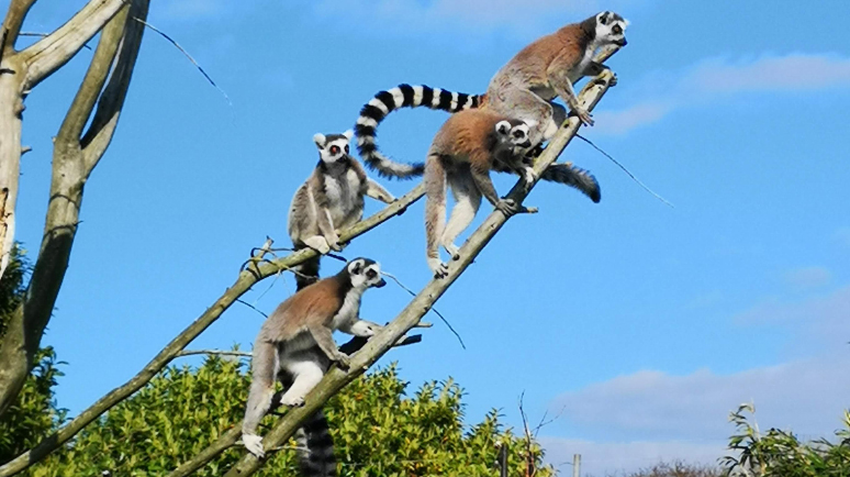 Lemurs at Amazon World Zoo Park, Isle of Wight